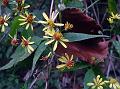 Climbing Senecio